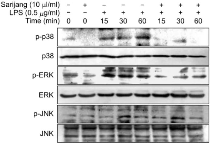 Fig. 7. Effect of sarijang on MAPKs activation induced by LPS  in  microglia.  BV2  cells  were  treated  with  the  indicated   con-centrations  of  sarijang  1  h  before  LPS  treatment  for  indicated  times