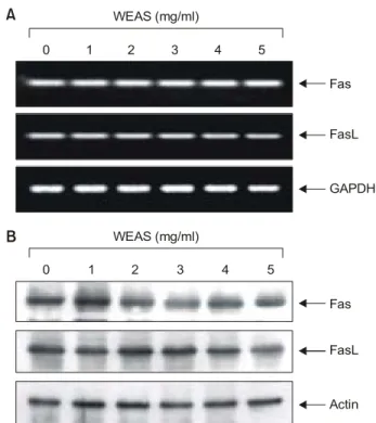Fig. 3. Effects of WEAS in the levels of Fas and FasL expression in A549 cells. (A) After 72 h incubation with WEAS, total RANs were isolated and reverse-transcribed