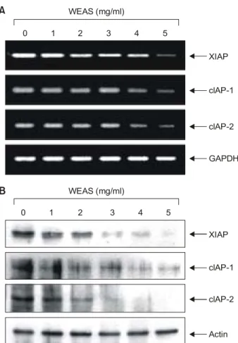 Fig. 6. Effects of WEAS in the levels of IAP family expression in A549 cells. (A) After 72 h incubation with WEAS, total RNAs were isolated and reverse-transcribed