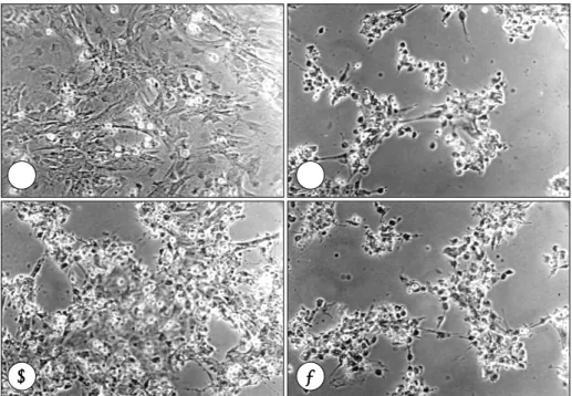 Fig. 1. Survival of myocyte under control (white bar) and ischemic condition (black bar) as determined by try- try-pan blue exclusion