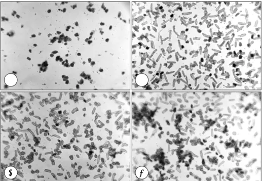 Fig. 4. Survival of myocyte under control (white bar) and ischemic condition (black bar) under various condi- condi-tions as determined by trypan blue exclusion