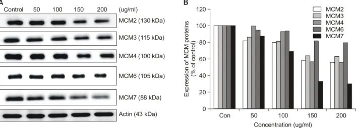 Fig. 1. Effects of EECP on MCM expression in HeLa cells. (A) Western blot analysis  (B) relative expression  profile.