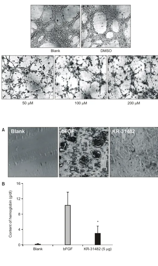 Fig. 8. Anti-angiogenic effect of KR- KR-31482 on the mouse Matrigel plug.