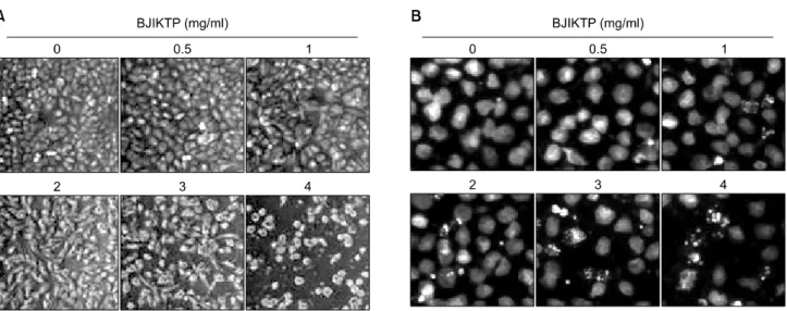 Fig. 2.  Effects  of  BJIKTP  on  the  cellular  and  nuclear  morphological  changes  in  A549  cells