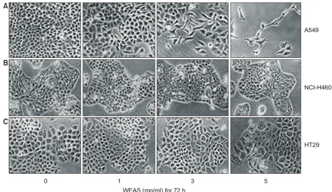 Fig. 3. DNA-flourescence histogram of A549 cell nuclei after treatment with WEAS. Exponentially growing cells at 50% confluency were treated for 72 h with indicated concentrations of WEAS