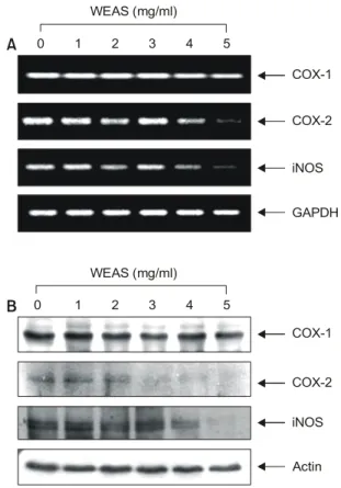 Fig. 5. Down-regulation of COX-2 and iNOS expression by  WEAS in A549 human lung carcinoma cells