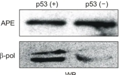 Fig. 2. Expression of DNA polymerase beta in p53 wild type and -deficient cells, determined by immunoblotting