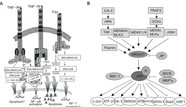 Fig. 1. (A) JNK signaling pathway. TNF-alpha receptor I, II  및 Fas receptor  등을 통한 신호는  TRAF  또는  Daxx 와 같은  adaptor  단백질을  경유하여  JNK  신호전달 경로를 활성화시켜 아폽토시스 등의 세포 기능 변화를 유도한다 