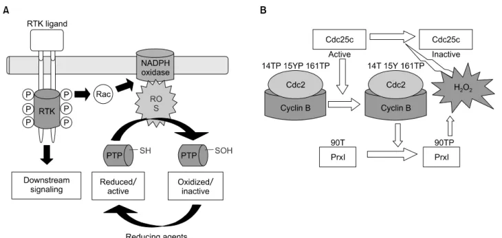Fig. 3.  (A)  Reactive  oxygen  species  (ROS)  as  modulators  of  receptor  tyrosin  kinase  (RTK)  tyrosine  phosphorylation,  ligand 는  RTK 의  활성을 유도하고,  이러한 일련의 신호전달 기작은  PI3 Kinase 에 의해 조절되는  Rac   활성에 의한  ROS   생성에 기인한다