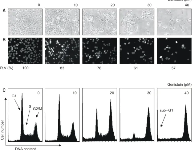 Fig. 1.  Anti-proliferative effect, morphological changes and G2/M arrest in SK-MEL-2 human melanoma cells following incubation with genistein