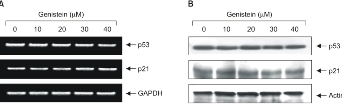Fig. 3. Effect of genistein on the levels of tumor suppressor p53 and Cdk inhibitor p21 in SK-MEL-2 human melanoma cells