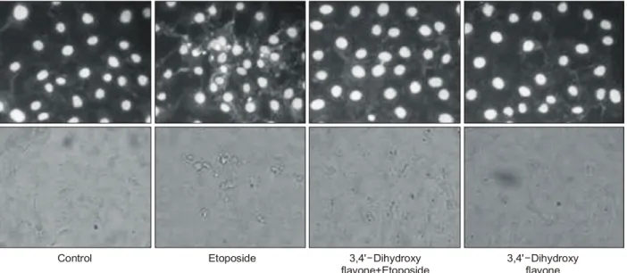 Fig. 4. 3,4’-Dihydroxy flavone suppresses etoposide-induced apoptotic caspase activation in HaCaT cells