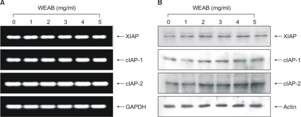 Fig. 5. Effects of WEAB on the levels of PARP and β-catenin in A549 cells. The cells were lysed, and cellular proteins were separated by SDS-polyacrylamide gel and transferred onto nitrocellulose membranes