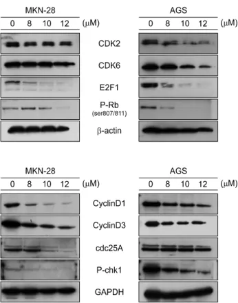 Fig. 5.  Expression  of  apoptosis  related  caspases  was  deter- deter-mined  by  Western  blot  analysis  after  MKN-28  and  AGS  cells  were  exposed  to  various  concentrations  (8,  10  and  12  μM)  of  AP1  for  24  h.