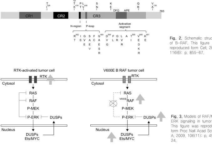 Fig. 3. Models of RAF/MEK/