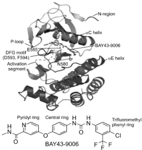Fig. 4. Binding of B-RAF and BAY43-9006. This figure was reproduced  form  Cell,  2004
