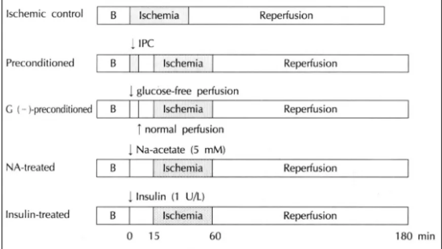 Fig. 1. Schematic illustration of ex- ex-perimental protocol. In the  glu-cose-free [G(-)] preconditioned group, hearts were subjected to perfusion with glucose-free Tyrode solution for 5 minutes and then with normal perfusate for 10  min-utes before subse
