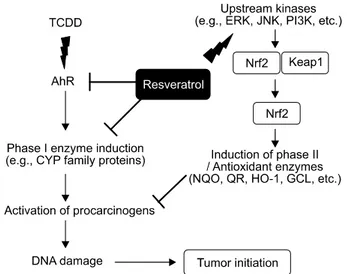 Fig. 2. Mechanism of anti-tumor initiating effects of resveratrol.
