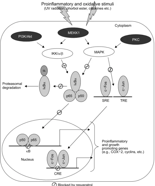 Fig. 3. NF-κB and AP-1 as prime molecular targets of resveratrol. Exposure to proinflammatory and oxidative stimuli cause activation of upstream kinases, such as PI3K/Akt, MEKK1 and PKC
