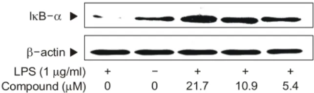 Fig. 10. Inhibitory effect of 2-[2-(3,5-dimethoxy-phenyl)-vinyl]- 2-[2-(3,5-dimethoxy-phenyl)-vinyl]-furane on LPS-induced IκB-α degradation in cultured RAW  264.7 cells