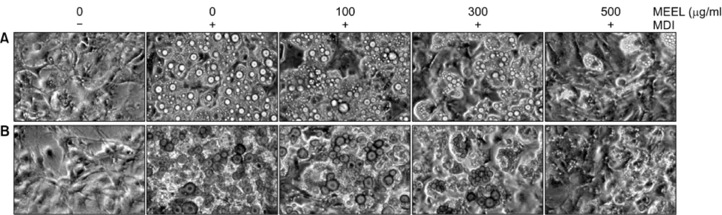 Fig. 2. Effects of MEEL on the morphological changes and lipid droplet accumulation of differentiated 3T3-L1 mouse preadipocytes