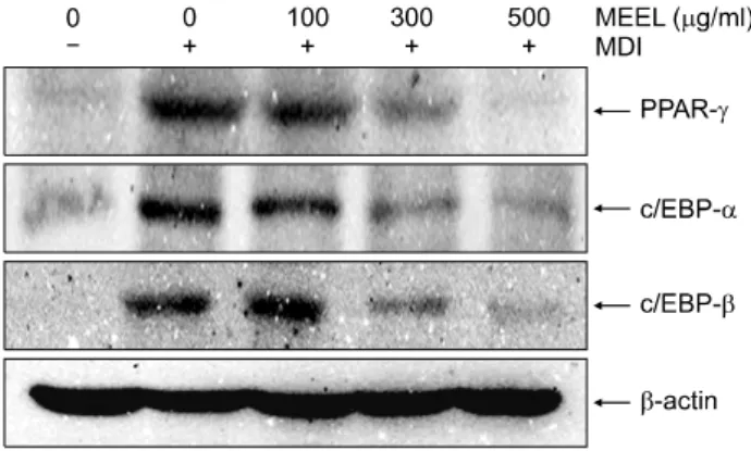 Fig. 4. Effect of MEEL on the translational levels of adipogenic  transcription  factors  protein  and  mRNA  expression  in  differentiated  3T3-L1  mouse  preadipocytes
