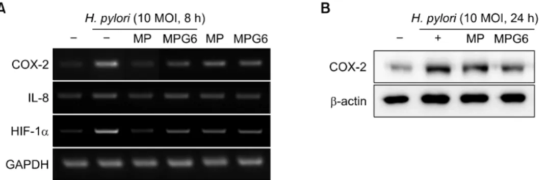 Fig. 3.   Inhibitory  effects  of  the  polysaccharides  including  A.  capillaris   on  the  expression  of  inflammatory  mediatorsin  H