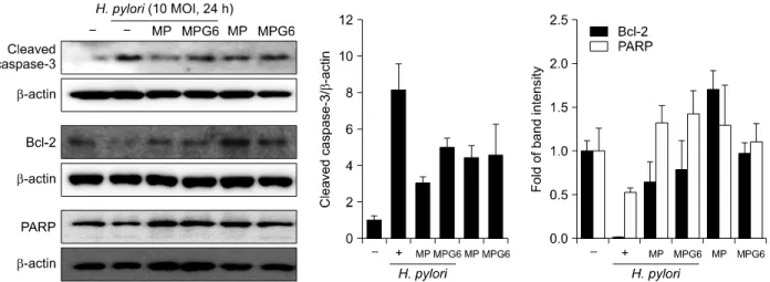Fig. 4.   Protective  effects  of  the  polysaccharides  including  A.  capillaris   on  the  apoptosisin  H