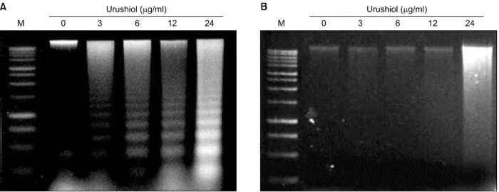 Fig. 3.   DNA  fragmentation  induced  by  urushiol  on  MKN-45  cell  lines.  Effect  of  urushiol  on  induction  of  DNA  fragmentation  in  MKN-45  and  MKN-28  cells  was  observed
