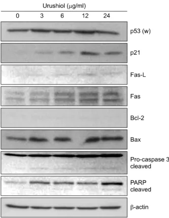Fig. 5.   Dose-dependent  effect  of  urushiol  on  the  levels  of  apoptosis-related  proteins  in  MKN-45  cells