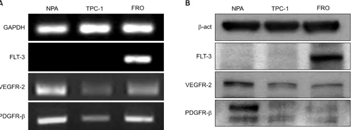 Fig. 1. Comparison of expression of target genes by Sunitinib in human cancer cell line, NPA and TPC-1