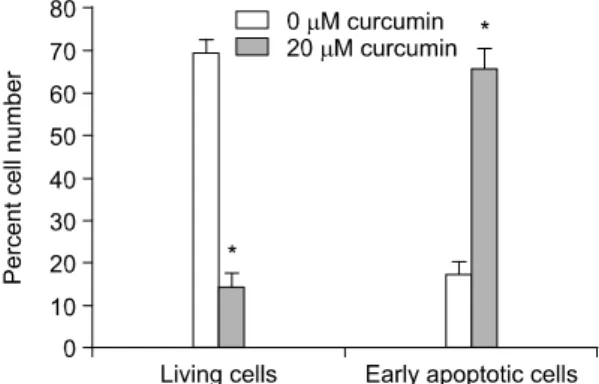 Fig.  4.  Effect  of  curcumin  on  apoptotic  cell  numbers. 
