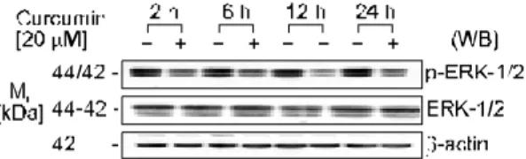 Fig.  6.  Effects  of  curcumin  on  the  protein  levels  of  ERK-1/2  and  phospho-ERK-1/2  in  MCF-7  cells