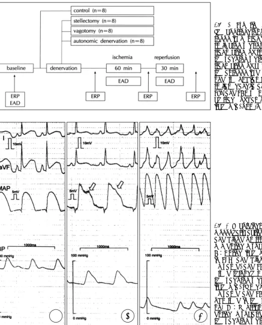 Fig. 2. Experimental protocol ： The control group had intact  au-tonomic neural innervation；the  stellectomy gr-oup had bilateral  transection of stellate ganglia；