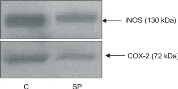 Fig.  5.  Expression  of  inducible  nitric  oxide  synthase  (iNOS)  and  cyclooxygenase-2  (COX-2)  on  colon  tissue  of  rats