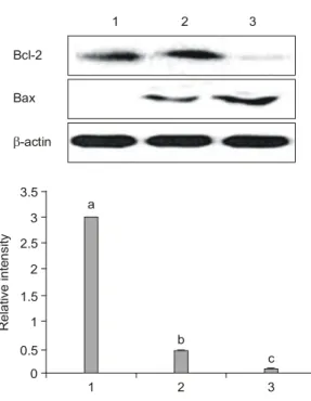 Fig.  4.  Expression  of  bcl-2  and  bax  (top)  and  bcl-2  and  bax  ratio  (bottom)  after  celecoxib  or  estrogen  treatments  in  perimenopausal  female  rats
