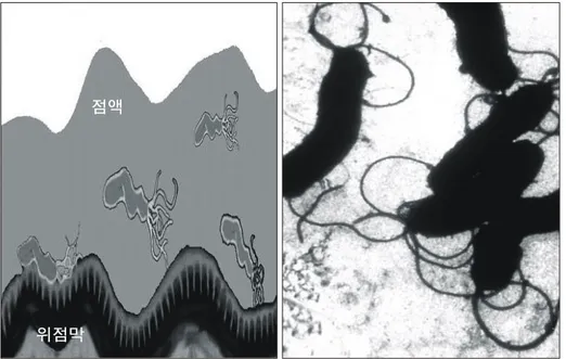 Fig.  1.  헬리코박터  파이로리(Helicobacter  pylori)의  위내  생존  모습(좌)과  전자  현미경  사진(우).