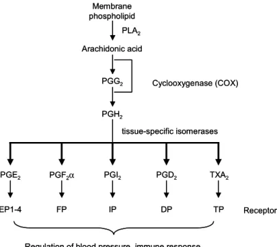Fig.  1.  General  pathway  for  synthesis  of  PGs.  Arachidonic  acid  is  formed  by  the  action  of  phospholipase  A 2   (PLA 2 )  on  membrane  phospholipids,  and  is  converted  by  COX  to  PGH 2   via  PGG 2 