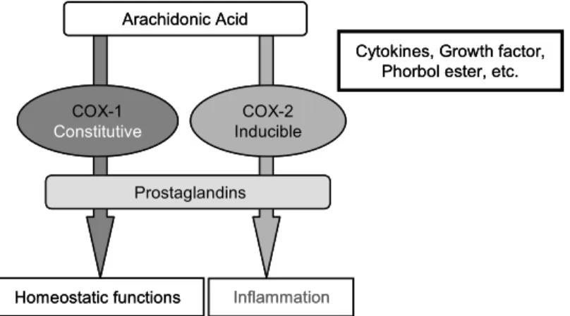 Fig.  2.  Differential  functions  of  COX-1  and  COX-2.