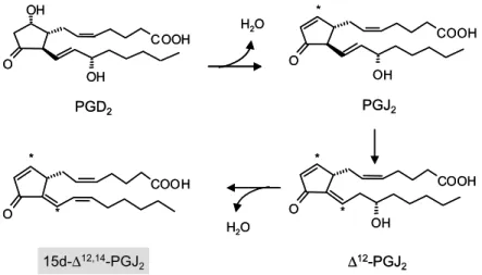 Fig.  4.  Formation  of  cyPGs  from  the  cyclopentane  PGD 2   via  dehydration.  Asterisks  indicate  the  positions  of  chemically  reactive  electrophilic  carbon  atoms.