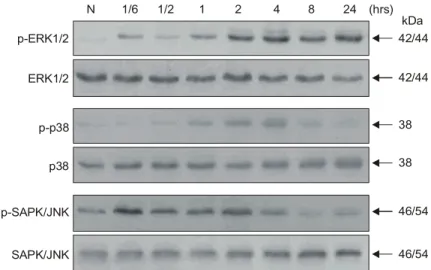 Fig.  6.  Time-dependent  activation  of  ERK1/2  and  reduction  of  SAPK/JNK  and  p38  by  treatment  of  YK-2000  (10μg/ml)  in  HT-29  cells