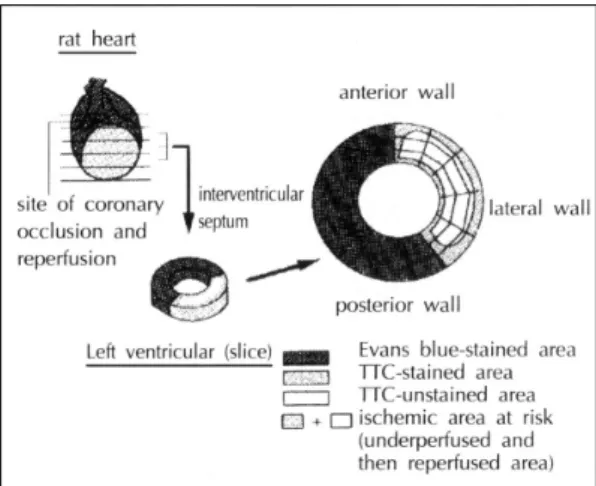Fig. 1. Experimental protocol：an inert vehicle, 10% gum arabic (group I：n＝14) or irbesartan (50 mg/kg/day：