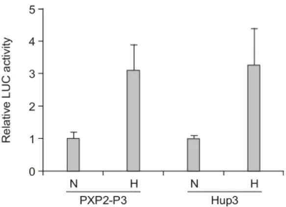 Fig.  2.  Effect  of  ERK  and  p38  inhibitor  on  the  trans- trans-criptional  activity  of  IGF-II  P3  promoter