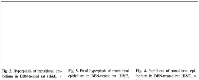 Table 1. Preneoplastic lesions in urinary bladder in rats treated with BBN and aspirin administration