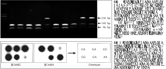Fig. 1. Identification of the genoty- genoty-pe of  β-455G/A. Shown is pattern  of bands on ethidium  bromide-sta-ined gel after electrophoresis of Hae