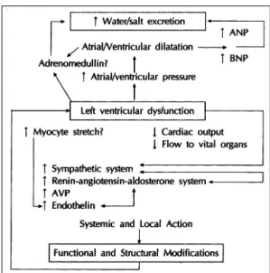 Fig. 1. Activation of neurohormonal system in heart failure. 