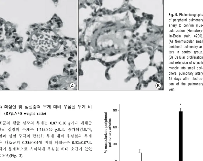 Fig. 7. The effect of obstruction of the pulmonary vein on mu- mu-scularization of peripheral pulmonary arteries