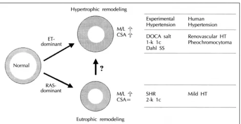 Fig. 5. Schematic drawing depicting eutrophic remodeling and hypertrophic remodeling of resistance arteries in hypertension and potential agents playing roles in determining the nature of remodeling