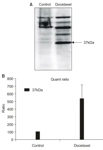 Fig. 4. Western blot analysis of caspase-3 activation in NCI-H1703 cells treated with 5 ng/mL docetaxel 48 hours