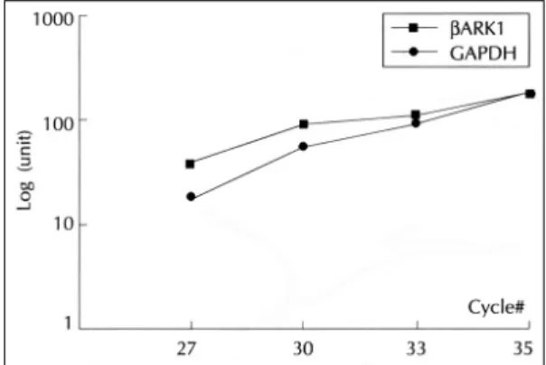Fig. 2. Semiquantitative RT-PCR. Semiquantitative rev- rev-erse transcriptase-polymerase chain reaction (RT-PCR) was perfomed to determine the adequate cycles for glyceraldehy-de-3-phosphate dehydrogenase  (GAD-PH) and beta-adrenergic receptor kinase 1 (βA